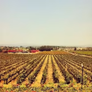 m_activities_Nashik_Sula Vineyard_p_414_414